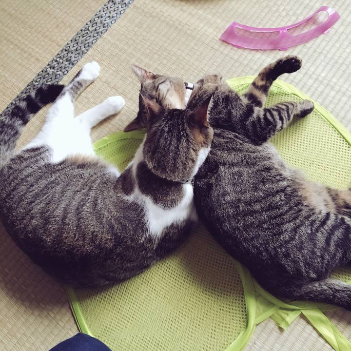 42394dac d4fe 45b6 938e 37df094247da