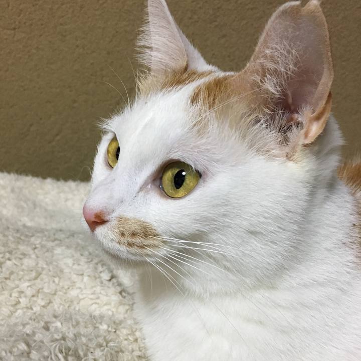 423a555c ceee 41ee a4de 3085850ea40e