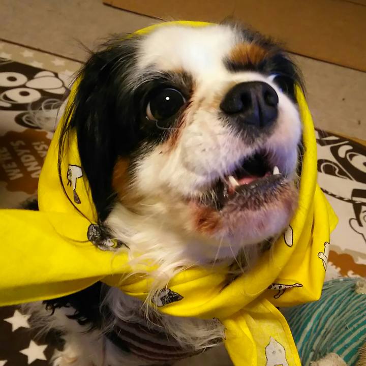 423f2fed 2f7e 4826 addf 28d4b92634fd