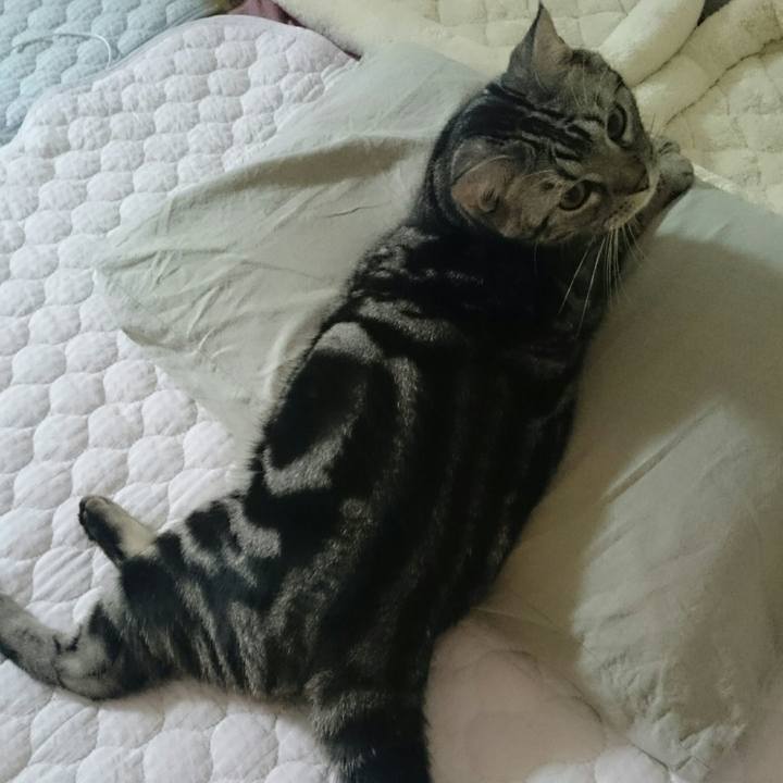 4248f680 da9c 4a7d 874b 30341e553d33