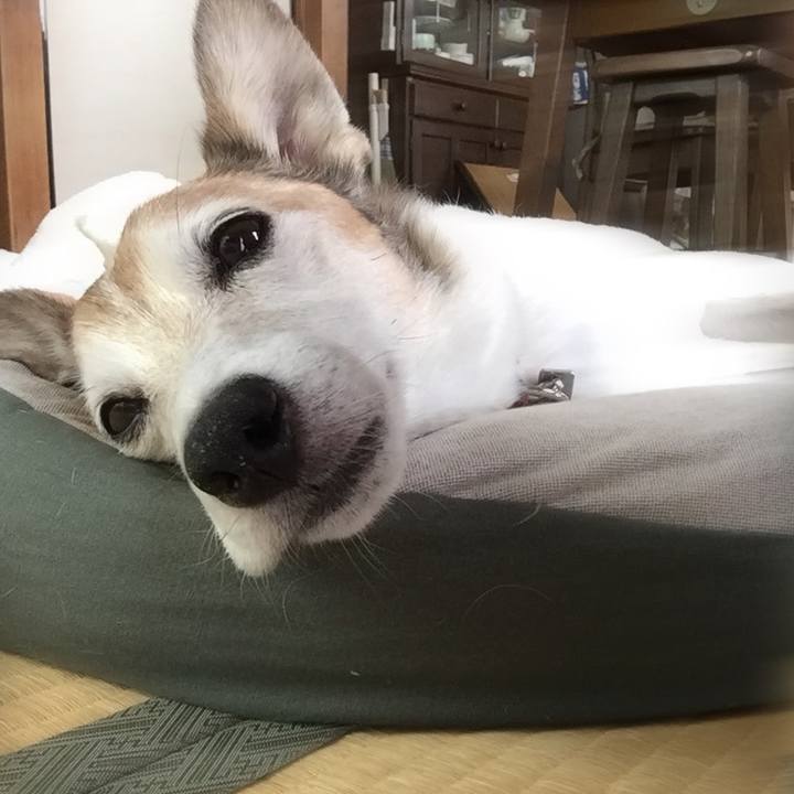 4251488c 9ecc 410a 8f46 a1ef995def6c