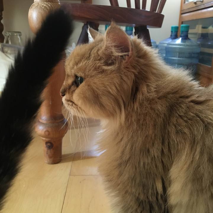 425973b6 81d6 48cc 96b3 de49b11754fd