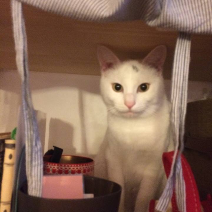 425b6a08 6050 4c6b a5d0 4100dd788061