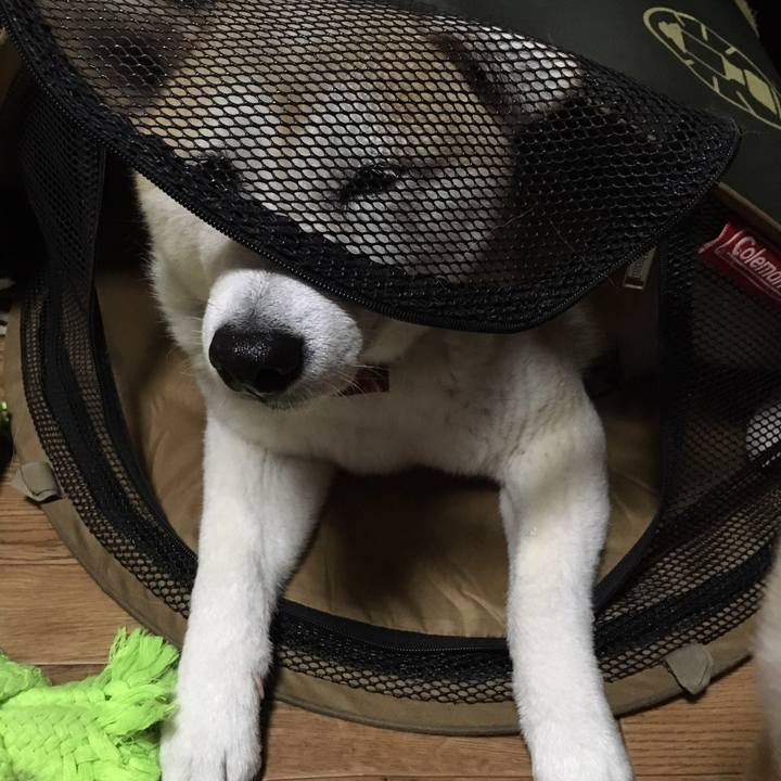 4264a667 8343 4c89 88a2 069f10a36964