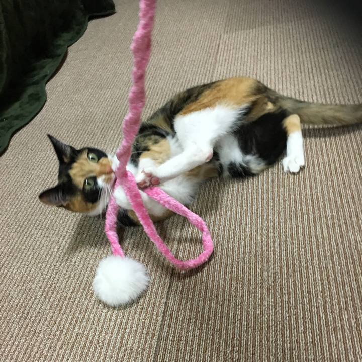 426b3b20 008e 4443 8cec 4b107fd18e95