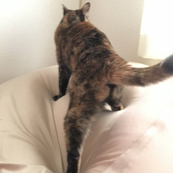 4272f1ec 2907 4bb1 a345 c68a0be60828