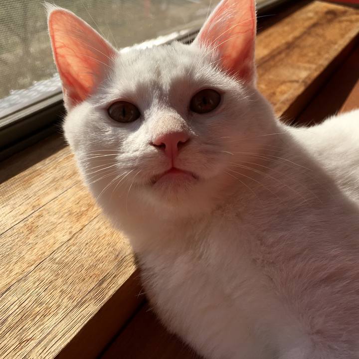 4277f971 345b 4526 8fca 41914155484f