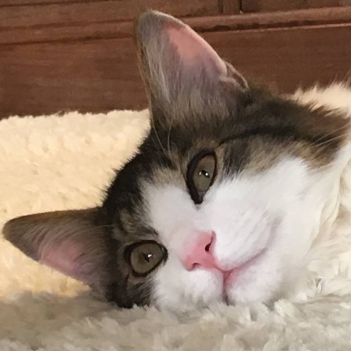 427db045 bcf6 431c 8389 ecbed6323177