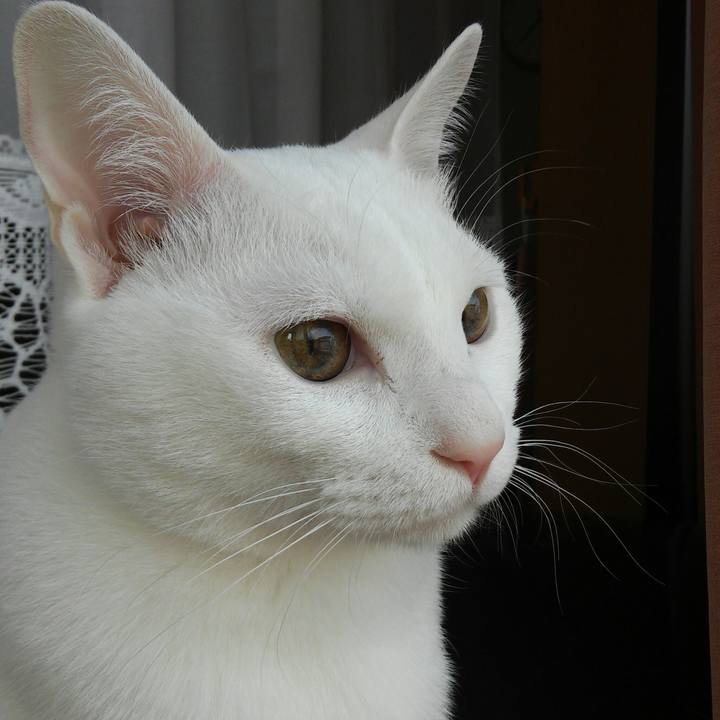 427fac0f 88ee 474a 8b8c 26d1fe2e8809