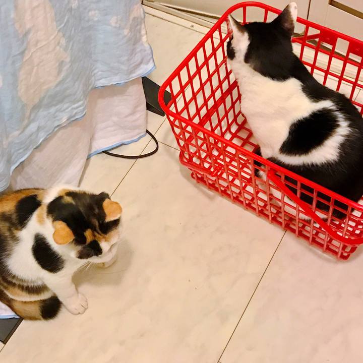 4288c5e5 9ed0 458c ad86 f6a0c29516bc