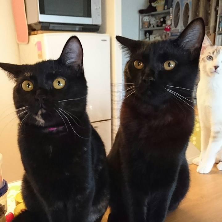 42895431 3068 41ed b908 9e7e4d4ecf6c