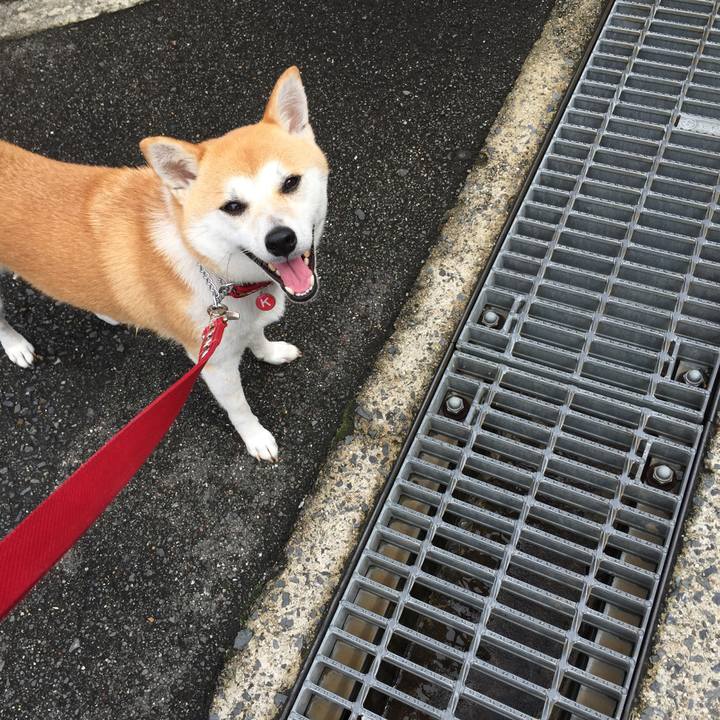 42958303 c2fd 409e 940f 68694c0ef32f