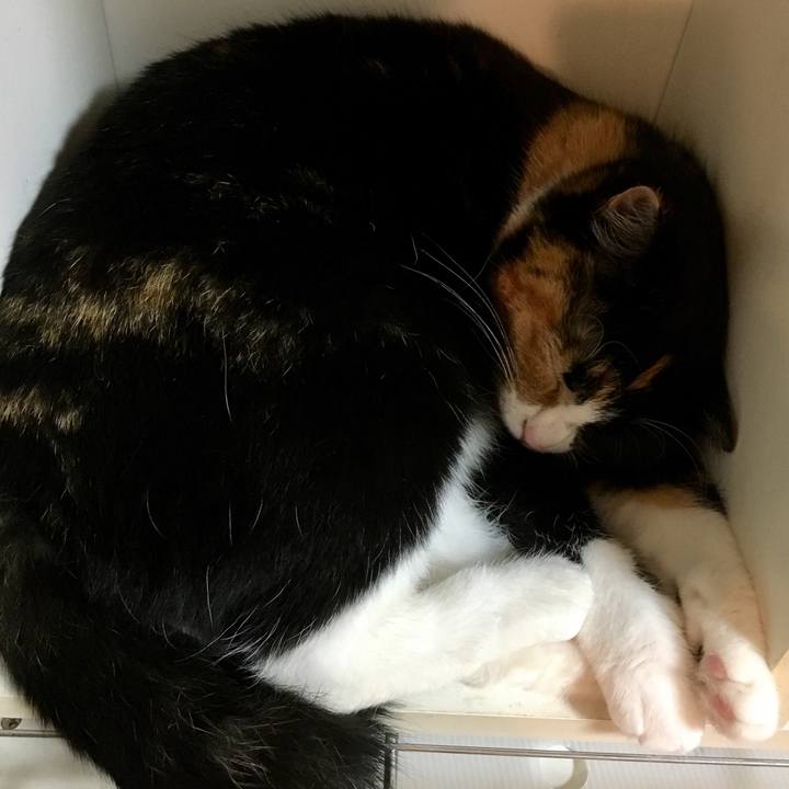 4296f766 b6d0 4d6e af5f 708b6e56a3a4