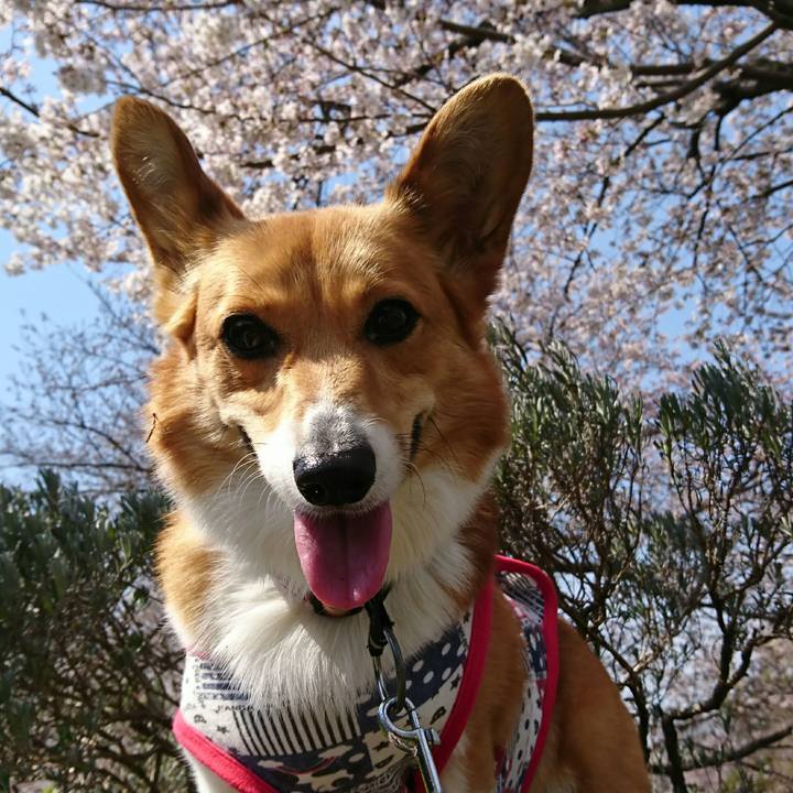 42970c78 6552 4d2e 874d 2eefe67fe84d