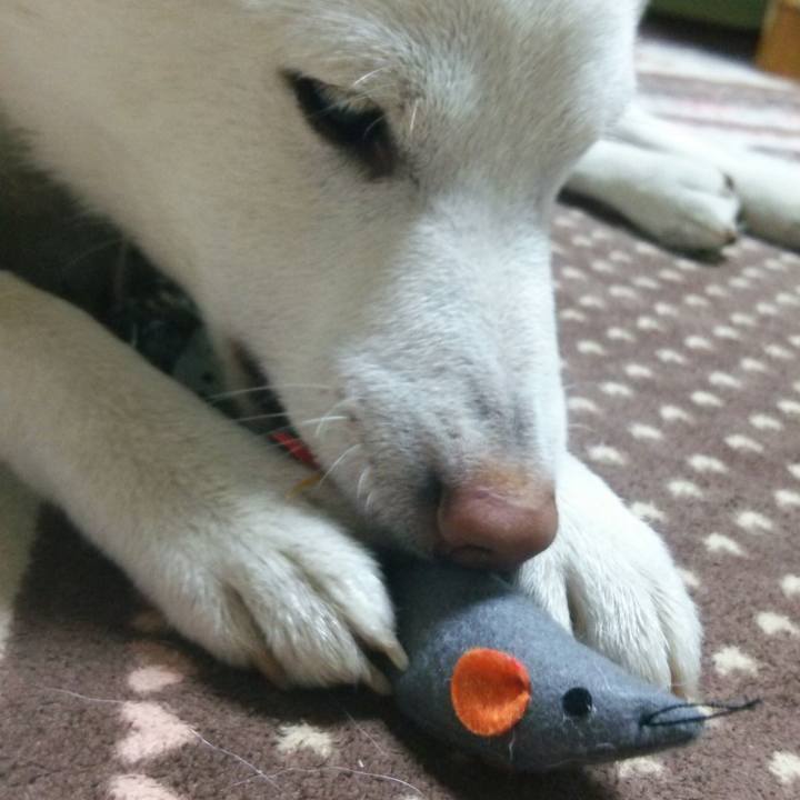 42a4e74b aac6 47ed aac8 854832fa13eb