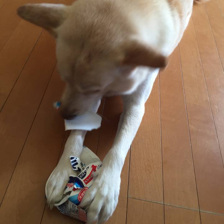 42a6223a 88df 4558 944e c5533f7a4233