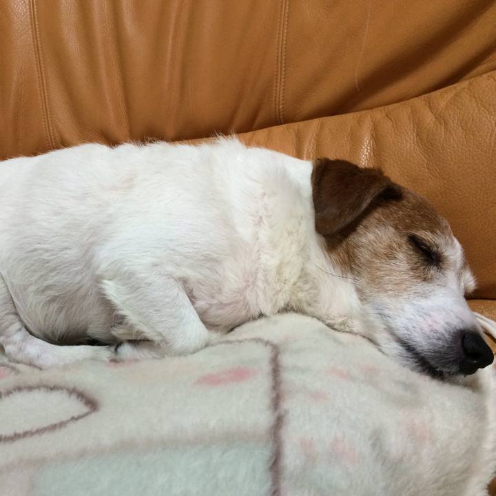 42a720a7 c196 498d a0a5 7ba6c31c078c