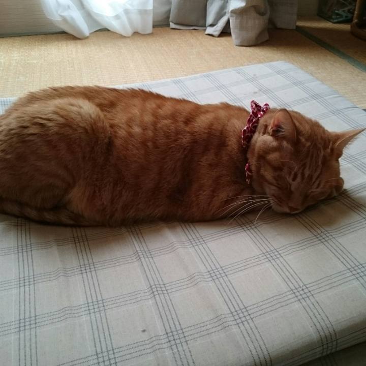 42a81cb6 79ac 49ed a687 948ef4ca48b0