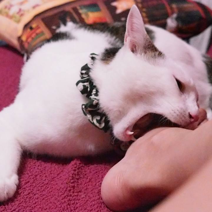 42aae25b af4c 43ca a622 f4573b34b495