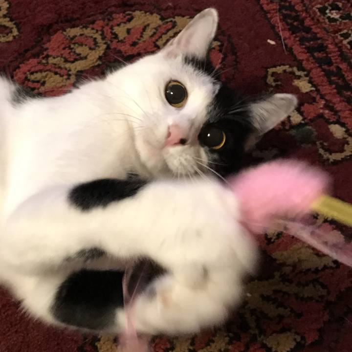 42ba7e6d 9f54 46db 91f7 5979099f0ea4