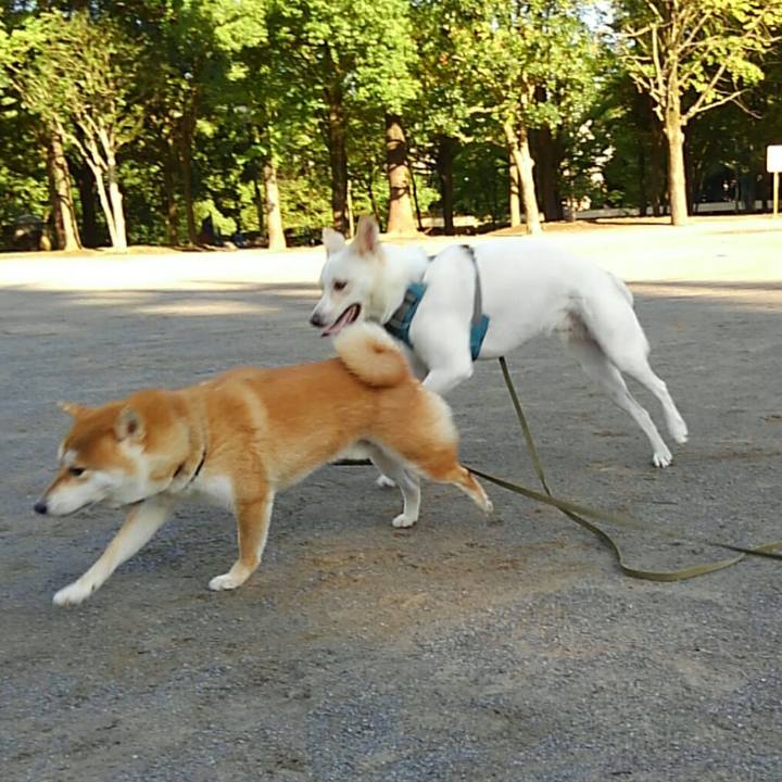 42c201f2 0233 4666 ac66 7b4947c48bf2