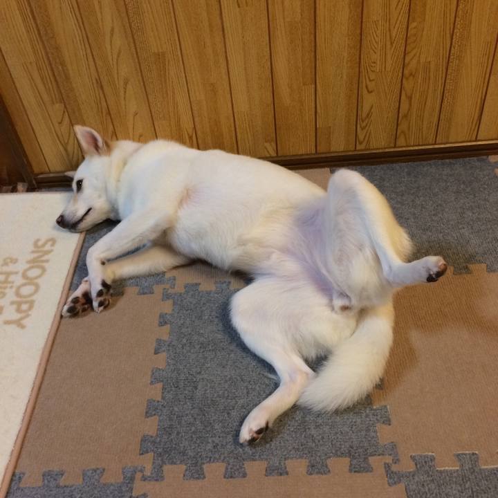 42c3580b ec2f 49d0 bbce b0fae4d28983