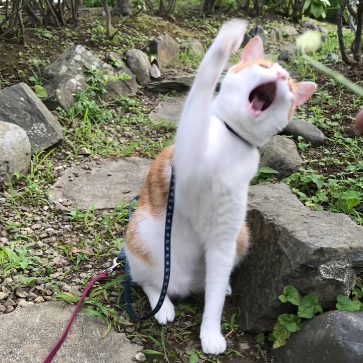 42ca3e29 5cce 43ce b37d e445467e77c2