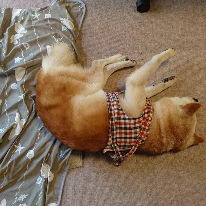 42ca515c e4a9 41d6 bb60 ba5aec1324b7