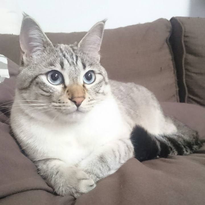 42cd71e0 dde8 41db 93a5 e6b171de8270