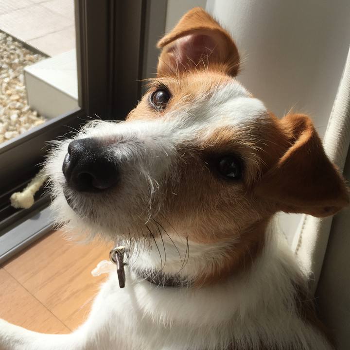 42d6c5a2 1353 47cf a8b5 9853b5a73563