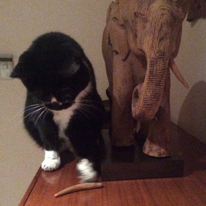 42d8a195 d00b 4106 9239 47b4abf0bf8c