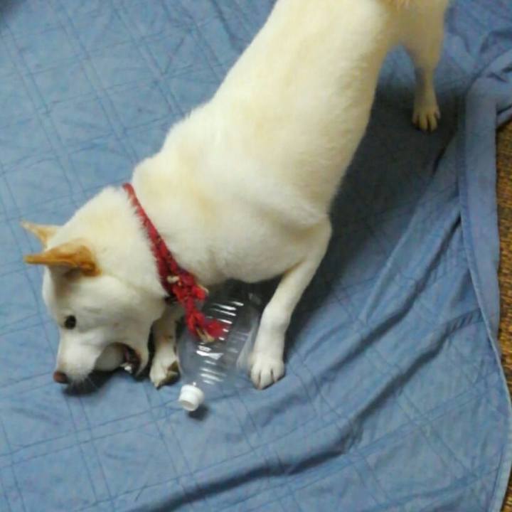 430bfad8 227f 4880 8a35 d45a3529f632