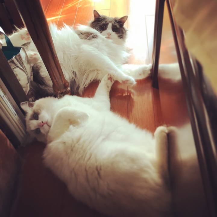 430fd490 a960 4aac abbb 01b072716626