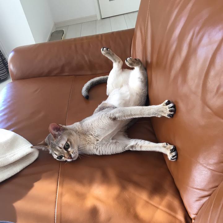 43145491 c995 4a21 be94 8ea9d5dd9d67