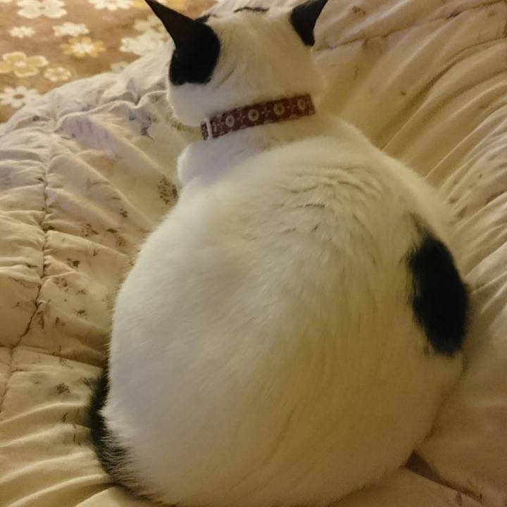 43180744 39f8 438d 9d69 a1b5dc1c0cd7