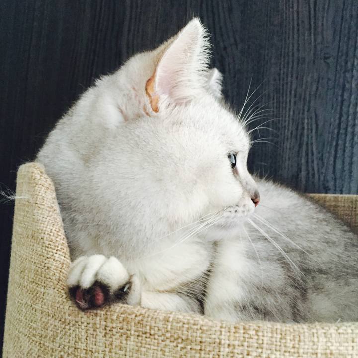 43204976 9ecf 4905 85ca bb3097061998