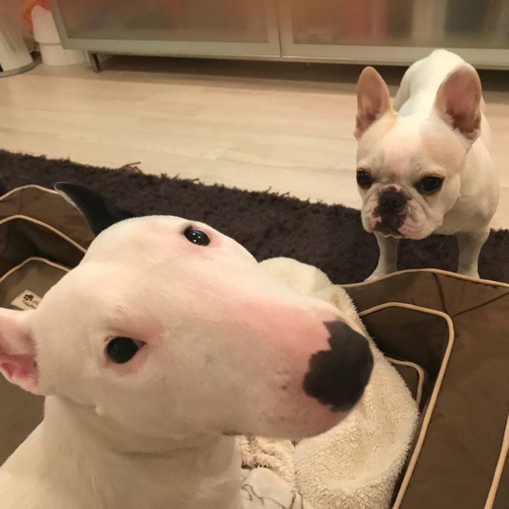 4323e3e6 0057 467d 82aa 0e1776a4ba8b