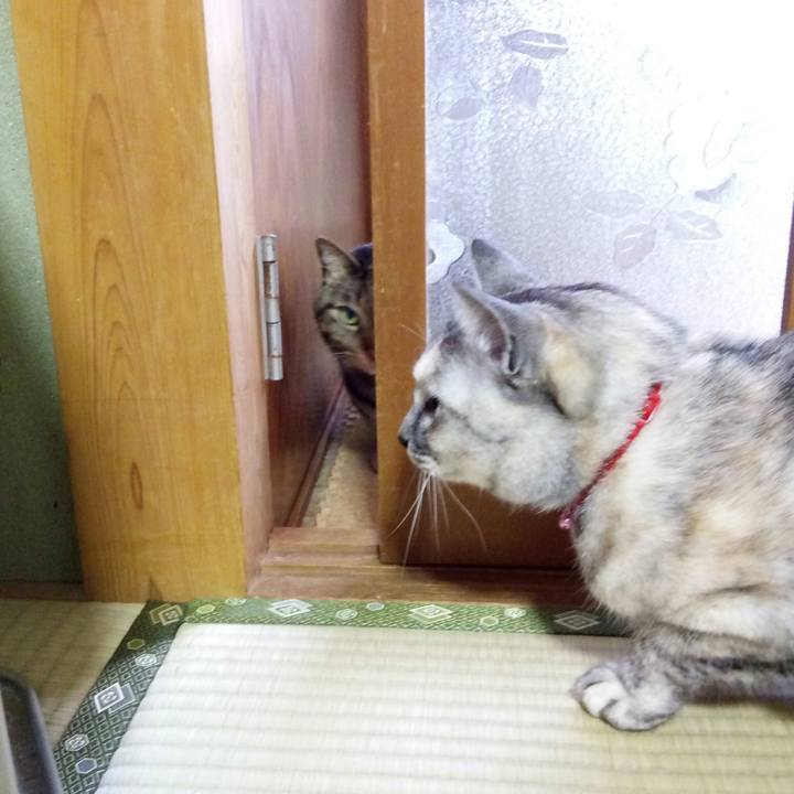 4326feed 42dc 41a8 a463 2989544d6f33