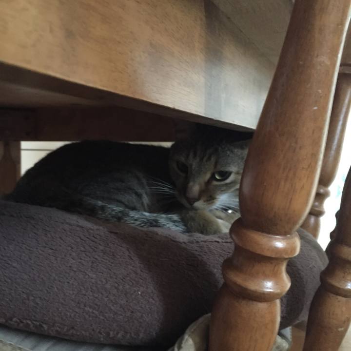 43289fe7 d919 4ab1 87e4 e2aa36f7a31e