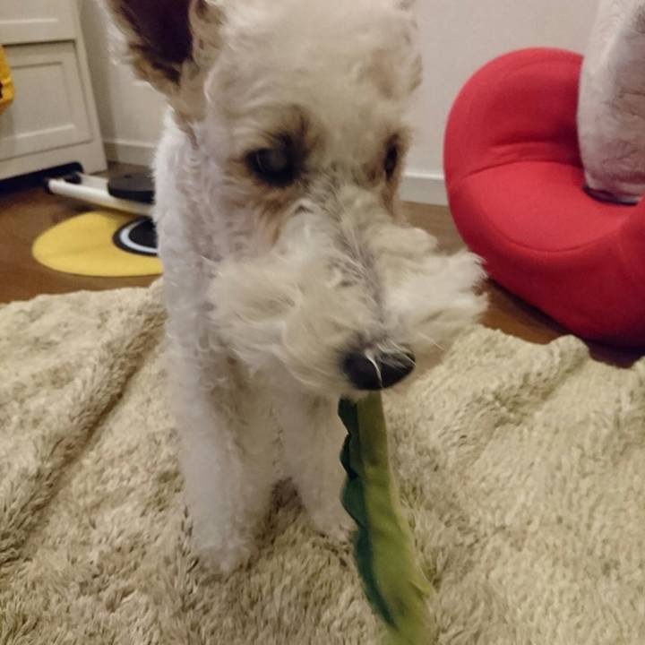 432f7473 b257 4a51 b3af c5f5750c40dd