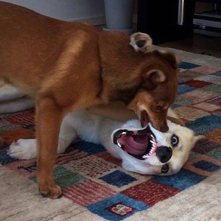 4334011d 38f9 4ae0 9eb2 2cd2ecfe6026