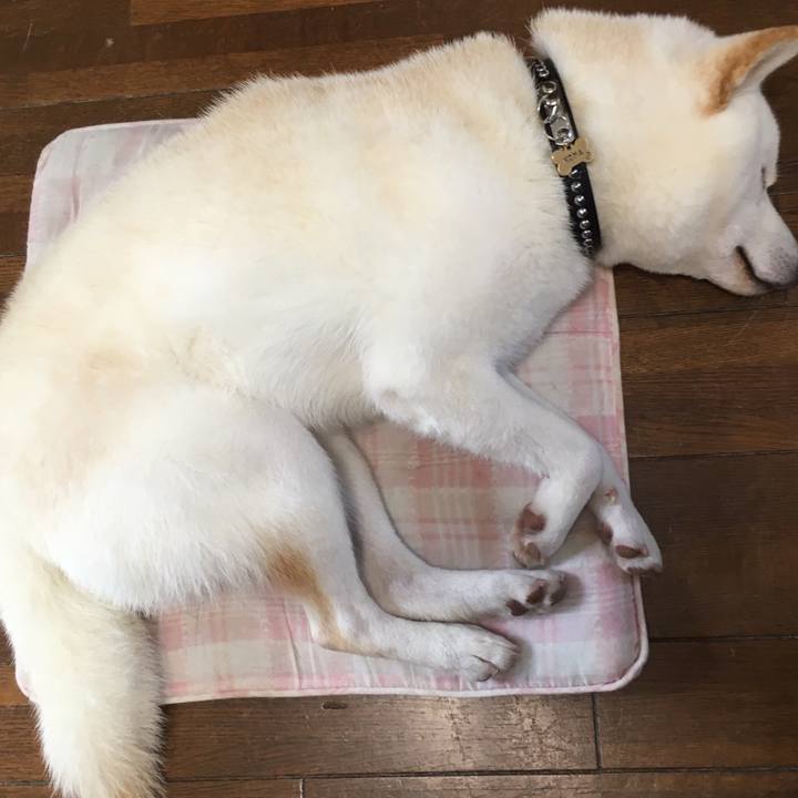 4339133e 82e4 4532 a4c0 029396472aed