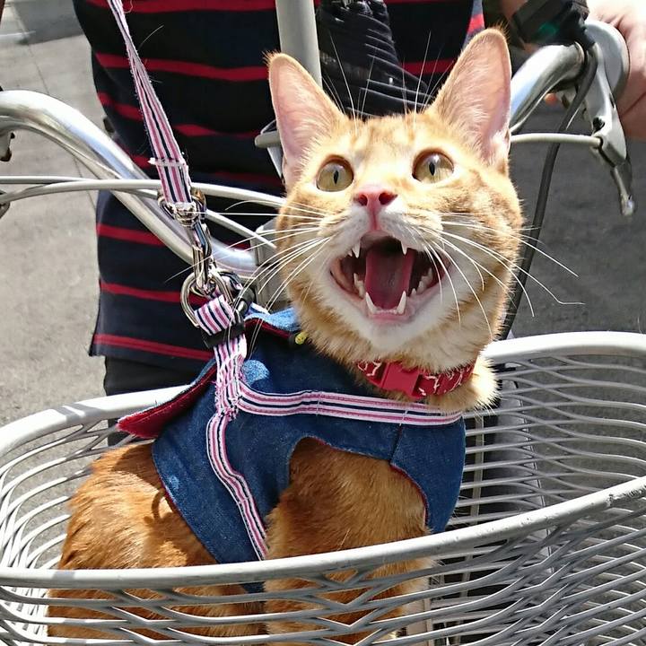 434a9b4b 1e42 4f09 9c38 5deb3ab16d2b