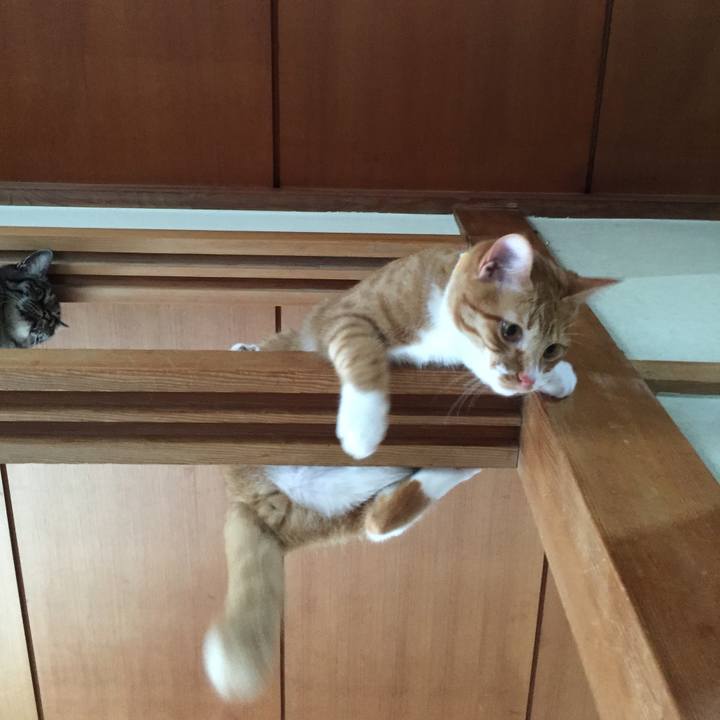 434c2c30 0499 4c9a 896d 626d831f7b82