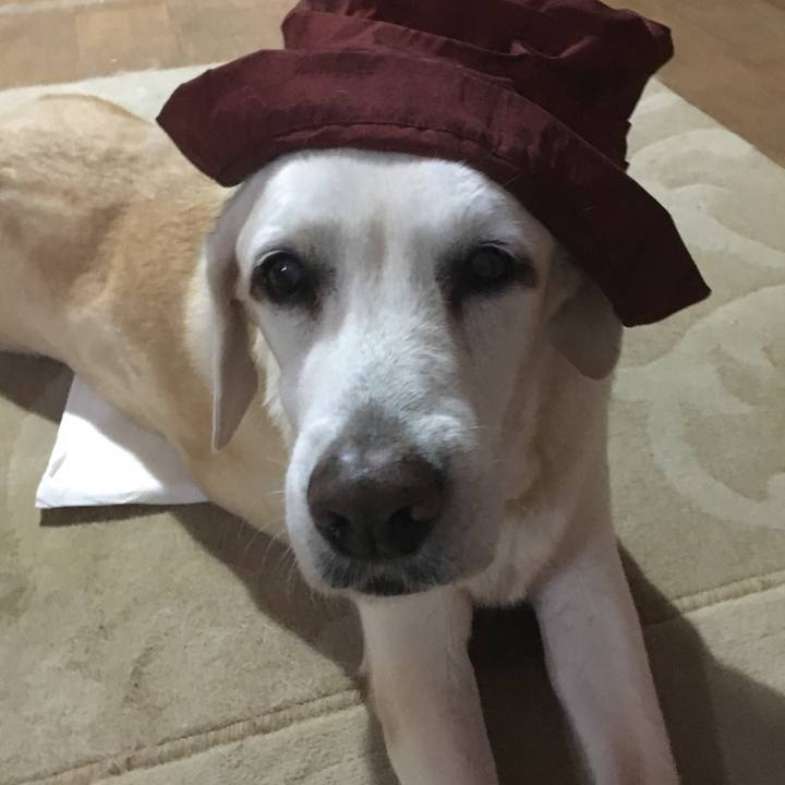 434cfc01 17cd 4ac9 93c5 cc61085479f0