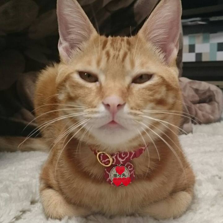 434f06dc 59ac 4f86 9072 1b54fbead888