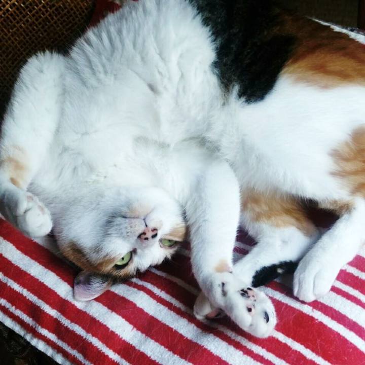 43509ead 1471 43ee a4fa f7bcea358432