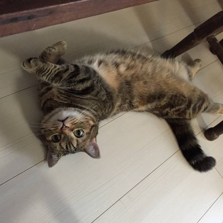 4353f69e bb87 4daf b93d 0a2e2c3a6366