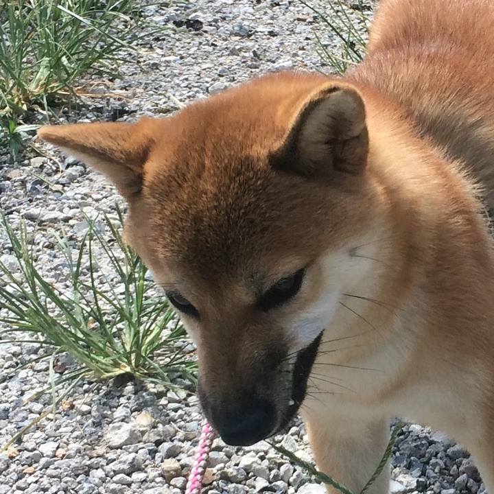 4356c989 9fdc 472f bd74 02539f9dd84b