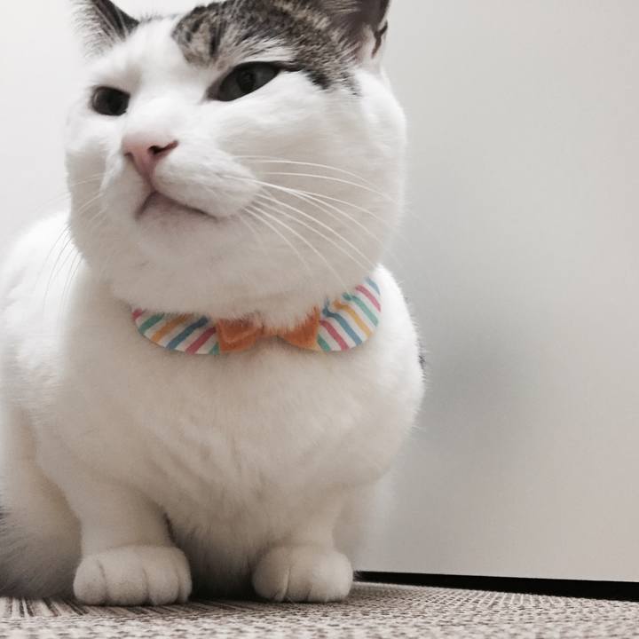 4365490d d275 4bab b0c0 c0550512a90b